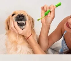 Merkloos Tandenborstel - Voor Huisdieren - Honden - 3 Zijdig - Multi-Hoek - Schoonmaken - Tanden - Slechte Adem - Tandsteen - Tandenborstel - Gezondheid - Blauw 9 Merkloos Tandenborstel - Voor Huisdieren - Honden - 3 Zijdig - Multi-Hoek - Schoonmaken - Tanden - Slechte Adem - Tandsteen - Tandenborstel - Gezondheid - Blauw -Hondenbenodigdheden 1200x1042 1