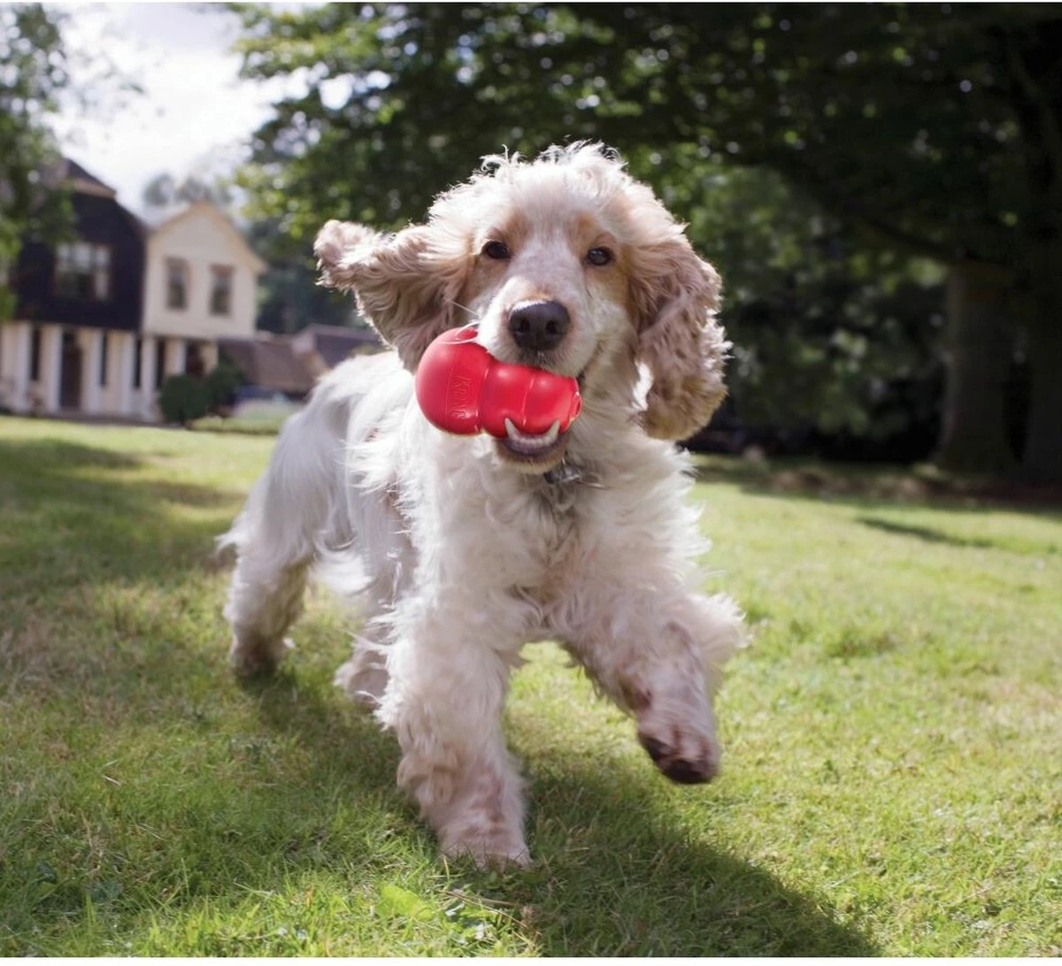 Kong Kauwbot - Hondenspeelgoed - Rood - M 6 Kong Kauwbot - Hondenspeelgoed - Rood - M - Afbeelding 6