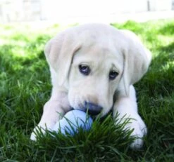 Kong Stuff 'N Snacks Puppy Hondensnack - Kip&Rijst - L -Hondenbenodigdheden 1200x1123 4