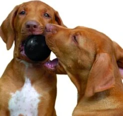 Kong Extreme Bal - Hondenspeelgoed - Zwart - S -Hondenbenodigdheden 1200x1132 2