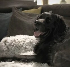 Quzi Hondenkussen Voor Bank - Fluffy Hondendeken - Bankbescherming Hond - 85x85cm - Afneembare Hoes -Hondenbenodigdheden 1200x1140 10