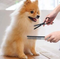 Petsify - Professionele 8-delige Huisdier Knipset - Effileerschaar Hond - Kam Hond - Schaar Hond - Katten Kam - Hondenschaar - Trimschaar Voor Honden - Kapperset - Zwart 9 Petsify - Professionele 8-delige Huisdier Knipset - Effileerschaar Hond - Kam Hond - Schaar Hond - Katten Kam - Hondenschaar - Trimschaar Voor Honden - Kapperset - Zwart -Hondenbenodigdheden 1200x1166 3