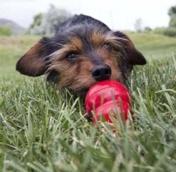 Kong Kauwbot - Hondenspeelgoed - Rood - L 30 Kong Kauwbot - Hondenspeelgoed - Rood - L -Hondenbenodigdheden 1200x1171 8