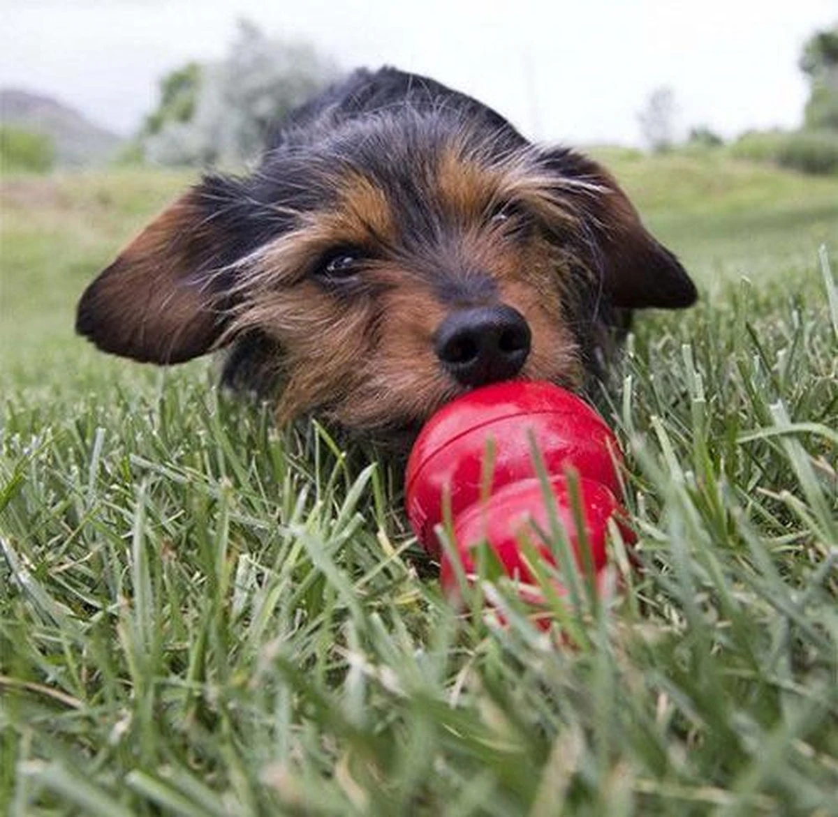 Kong Kauwbot - Hondenspeelgoed - Rood - L 11 Kong Kauwbot - Hondenspeelgoed - Rood - L - Afbeelding 11