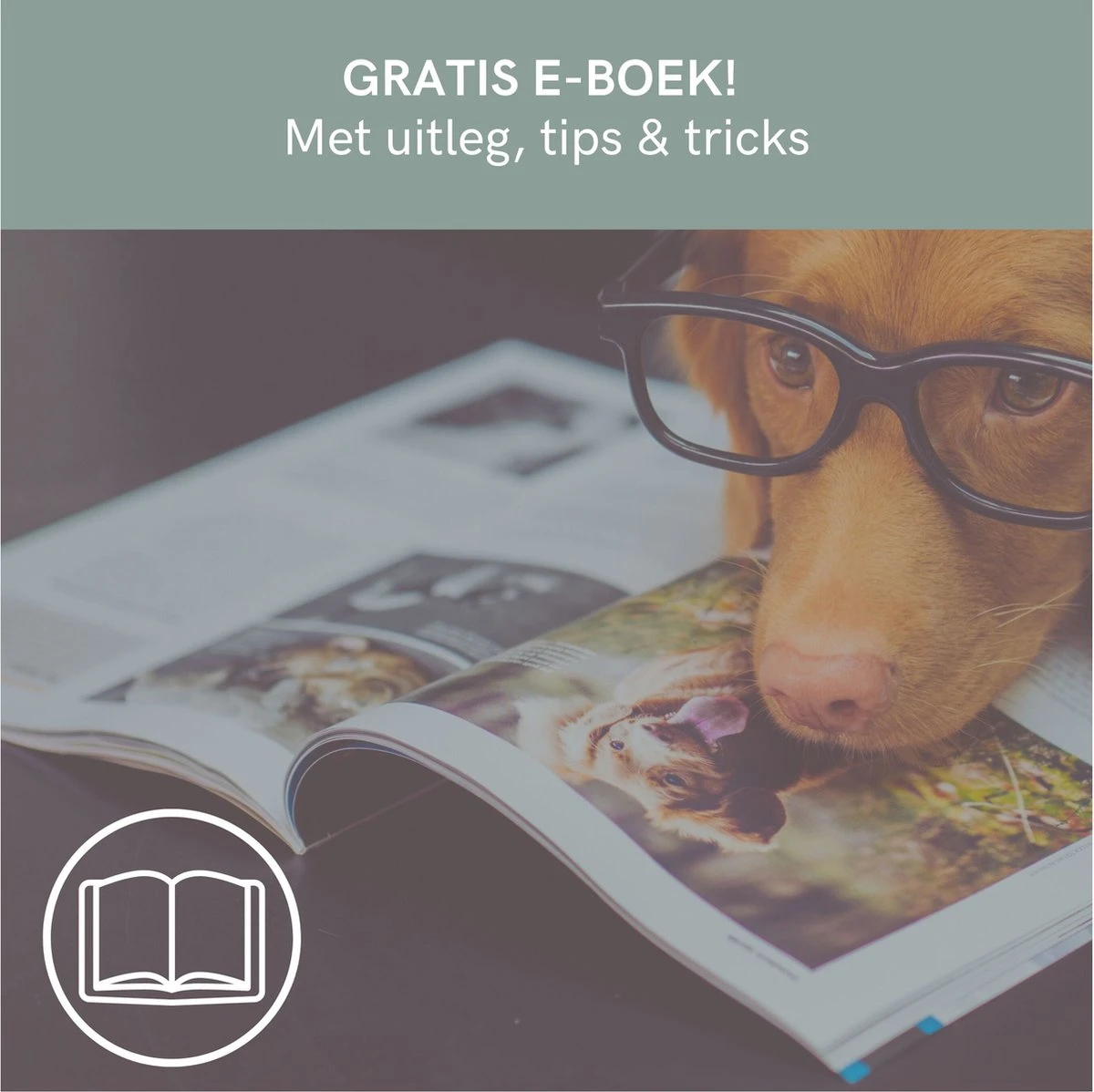 Comfort Company Praatknop Hond | Dogbuttons – Honden Speelgoed | Honden Speelgoed Intelligentie | 4 Stuks | Agility Voor De Hond | 30 Seconden Opnamen | Honden Training 7 Comfort Company Praatknop Hond | Dogbuttons – Honden Speelgoed | Honden Speelgoed Intelligentie | 4 Stuks | Agility Voor De Hond | 30 Seconden Opnamen | Honden Training - Afbeelding 7