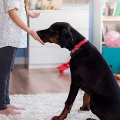 Merkloos Dog Buttons Praatknop Voor Honden - Met Opname Functie - Met Stickers - Intelligentie Speelgoed - 4 Stuks -Hondenbenodigdheden 1200x1200 1105