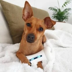 Cheerble Wickedbone|Automatisch Hondenspeeltje|Interactief En Intelligent Speelgoed Voor Honden|App & Bluetooth Bestuurbaar|USB Oplaadbaar -Hondenbenodigdheden 1200x1200 1173