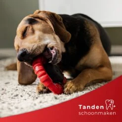 Kauwbot Stuurwiel 2.0 Extra Sterk Melk Geur Smaak En Piep Honden Speelgoed - Kauwspeelgoed Bot Hond - Dutchwide -Hondenbenodigdheden 1200x1200 1185