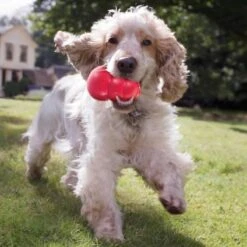 Kong Kauwbot - Hondenspeelgoed - Rood - L 24 Kong Kauwbot - Hondenspeelgoed - Rood - L -Hondenbenodigdheden 1200x1200 1194