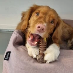 Nylabone Extreme Kauwbot Met Rund- En Kaassmaak - Voor Krachtige Kauwers - In S/M/XL - X-Large 30 Nylabone Extreme Kauwbot Met Rund- En Kaassmaak - Voor Krachtige Kauwers - In S/M/XL - X-Large -Hondenbenodigdheden 1200x1200 1200