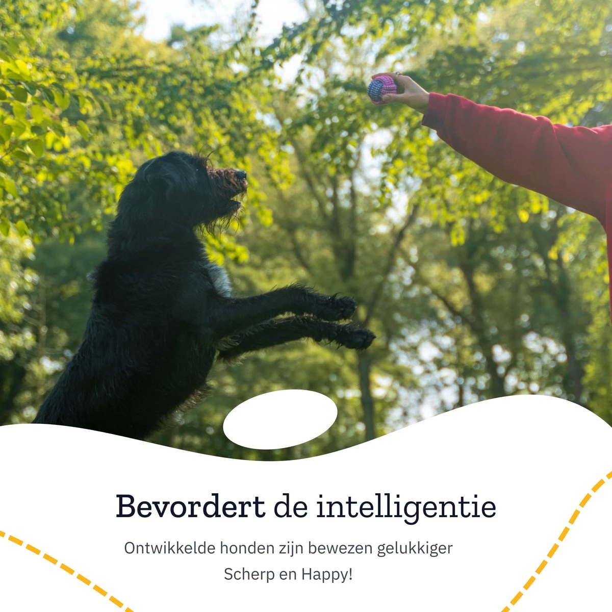 All 4 Pets Supply® Honden Speelgoed Set Geschikt Voor Puppy's T/m Middelgrote Honden - 12 Stuks - Hondenspeeltjes - Intelligentie - Touw - Flostouw - Bijtring - Bal 2 All 4 Pets Supply® Honden Speelgoed Set Geschikt Voor Puppy's T/m Middelgrote Honden - 12 Stuks - Hondenspeeltjes - Intelligentie - Touw - Flostouw - Bijtring - Bal - Afbeelding 2