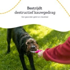 All 4 Pets Supply® Honden Speelgoed Set Geschikt Voor Puppy's T/m Middelgrote Honden - 12 Stuks - Hondenspeeltjes - Intelligentie - Touw - Flostouw - Bijtring - Bal 15 All 4 Pets Supply® Honden Speelgoed Set Geschikt Voor Puppy's T/m Middelgrote Honden - 12 Stuks - Hondenspeeltjes - Intelligentie - Touw - Flostouw - Bijtring - Bal -Hondenbenodigdheden 1200x1200 1218