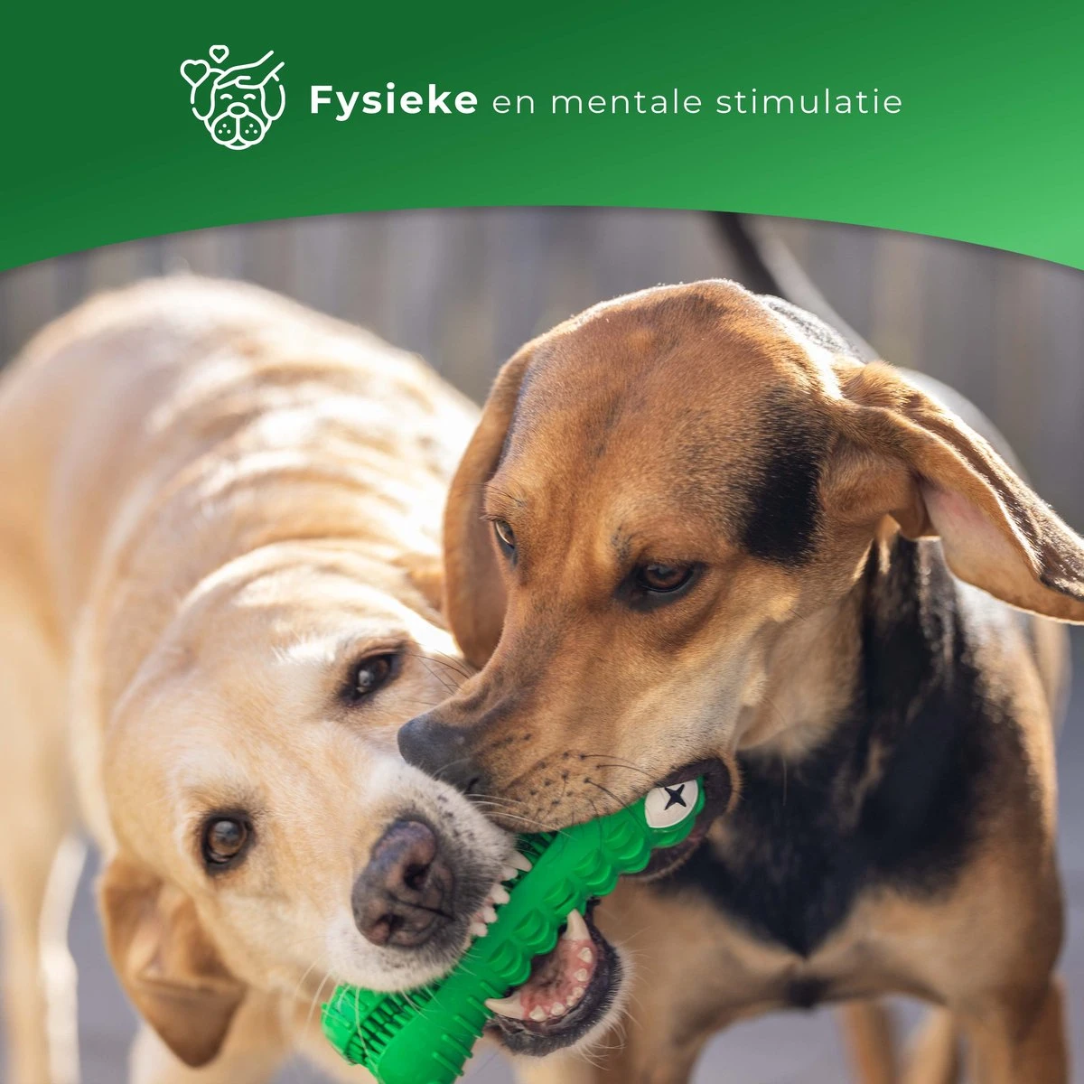 Tandenborstel Hond Melk Geur Smaak En Piep Honden Speelgoed Dog Toy - Krokodil Groen - Dutchwide 4 Tandenborstel Hond Melk Geur Smaak En Piep Honden Speelgoed Dog Toy - Krokodil Groen - Dutchwide - Afbeelding 4