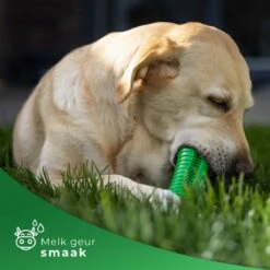 Tandenborstel Hond Melk Geur Smaak En Piep Honden Speelgoed Dog Toy - Krokodil Groen - Dutchwide 14 Tandenborstel Hond Melk Geur Smaak En Piep Honden Speelgoed Dog Toy - Krokodil Groen - Dutchwide -Hondenbenodigdheden 1200x1200 1226