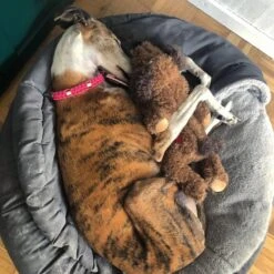 Merkloos Hondenknuffel - Puppyknuffel Met Hartslag - Knuffel Met Hartslag - Antistress Hond - Hondenspeelgoed -Hondenbenodigdheden 1200x1200 1252