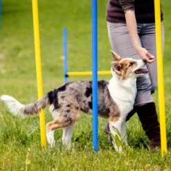 Agility Voor De Hond - Agility Set- Hondentunnel 300 Cm- Slalom Set - Horde - Startveld - Honden Behendigheidsset - 16 Delig - Tunnel - Slalom - Horde - Agility Set Voor De Hond - Agility Set -Hondenbenodigdheden 1200x1200 1342