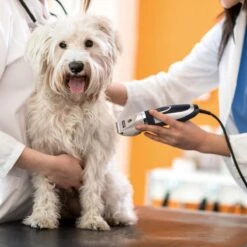 Nobleza Dieren Tondeuse Set - 4 Opzetkammen - Draadloos - Voor Huisdieren Katten & Honden -Hondenbenodigdheden 1200x1200 282