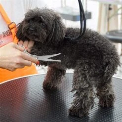 Merkloos Premium Gebogen Trimschaar Honden - Huisdier Trimmen - Hoofd, Poten Ogen & Oren - Kat & Hond Knippen - Veilige Schaar 10 Merkloos Premium Gebogen Trimschaar Honden - Huisdier Trimmen - Hoofd, Poten Ogen & Oren - Kat & Hond Knippen - Veilige Schaar -Hondenbenodigdheden 1200x1200 328