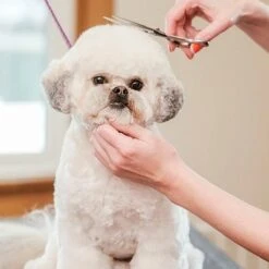 Merkloos Premium Gebogen Trimschaar Honden - Huisdier Trimmen - Hoofd, Poten Ogen & Oren - Kat & Hond Knippen - Veilige Schaar 11 Merkloos Premium Gebogen Trimschaar Honden - Huisdier Trimmen - Hoofd, Poten Ogen & Oren - Kat & Hond Knippen - Veilige Schaar -Hondenbenodigdheden 1200x1200 329