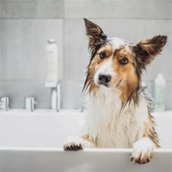 Greenfields Vacht Verzorging Set Voor Honden Shampoo, Conditioner & Droogshampoo -Hondenbenodigdheden 1200x1200 382