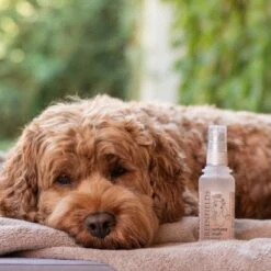 Hondenparfum Spray In 4 Geuren - Greenfields - Alchoholvrije En PH Neutrale Formule Tegen Onaangename Geurtjes - 50ml - Wild -Hondenbenodigdheden 1200x1200 411