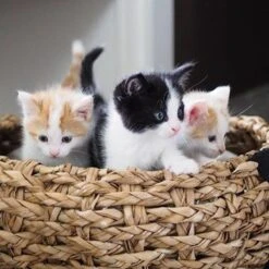 District 70 COCOON - Luxe Hondenmand Van Duurzaam Hoogwaardig Riet Met Zacht Kussen - Maten S/M/L - Large -Hondenbenodigdheden 1200x1200 760