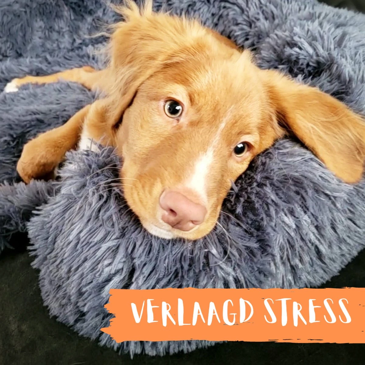 Origineel Hondendeken Voor Bank– Hondenkleed Fluffy – Pluche Hondenbed - Hondenmand Premium - Volledig Afritsbaar 11 Origineel Hondendeken Voor Bank– Hondenkleed Fluffy – Pluche Hondenbed - Hondenmand Premium - Volledig Afritsbaar - Afbeelding 11