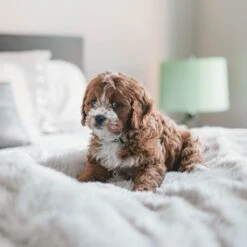 Fluffy Blanket - Pluche Hondendeken - 120 X 100 CM - Grijs - Voor De Auto Of Bank - Fleece -Hondenbenodigdheden 1200x1200 902