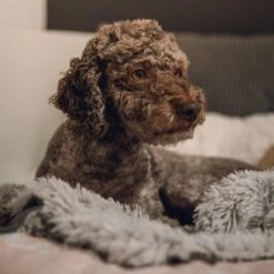 Fluffy Blanket - Pluche Hondendeken - 120 X 100 CM - Grijs - Voor De Auto Of Bank - Fleece -Hondenbenodigdheden 1200x1200 903