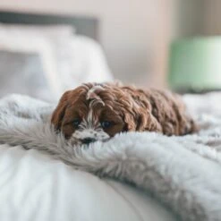 Fluffy Blanket - Pluche Hondendeken - 120 X 100 CM - Grijs - Voor De Auto Of Bank - Fleece -Hondenbenodigdheden 1200x1200 904