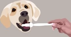 Aedogz Tandsteen Verwijder Spons Hond & Kat - Verwijdert Tandsteen, Aanslag En Vlekken - Verfrist De Adem Voorkomt Tandvleesproblemen. 5 Aedogz Tandsteen Verwijder Spons Hond & Kat - Verwijdert Tandsteen, Aanslag En Vlekken - Verfrist De Adem Voorkomt Tandvleesproblemen. -Hondenbenodigdheden 1200x632