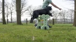 Dog Agility Set Indoor En Outdoor - Honden Trainingsset - -Hondenbenodigdheden 1200x674 5