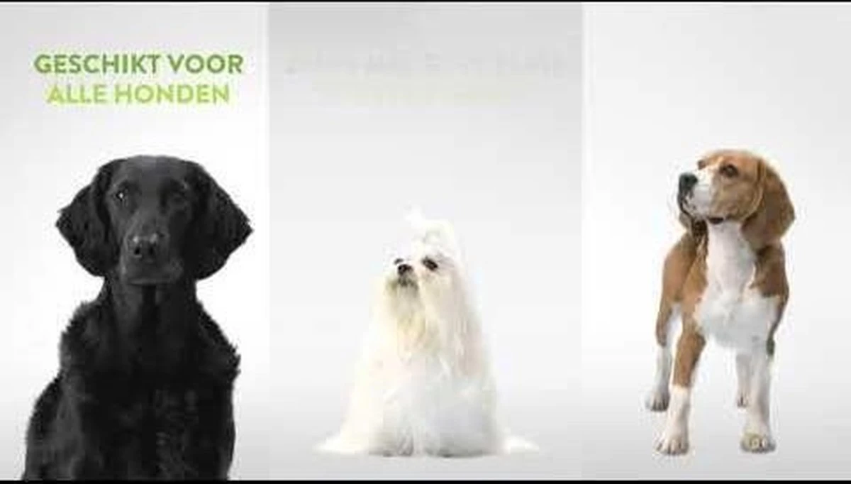 Whimzees Tandenborstel Hondensnack - 6,5 Cm - 48 Stuks 8 Whimzees Tandenborstel Hondensnack - 6,5 Cm - 48 Stuks - Afbeelding 8