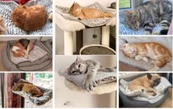 Merkloos Zelfverwarmende Dierendeken Zonder Stroom Thermo Deken Hond Kat Inclusief Adreslabel 70 X 47 Cm -Hondenbenodigdheden 1200x751 2