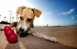 Kong Kauwbot - Hondenspeelgoed - Rood - L 35 Kong Kauwbot - Hondenspeelgoed - Rood - L -Hondenbenodigdheden 1200x771 1