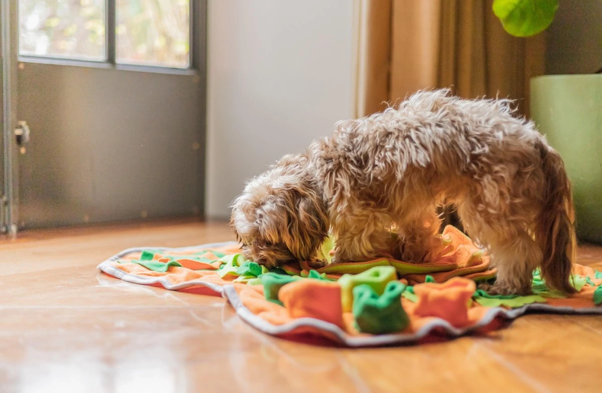 SNUFFIES® Snuffelmat Belle 60x50cm – Snuffelmat – Snuffelmatten - Honden Speelgoed - Honden Speelgoed Intelligentie - Snuffelmat Hond - Snuffelmatten – Hersenwerk – Honden Speeltjes – Puppy - Puppy Speelgoed - Honden Denkspelletjes 9 SNUFFIES® Snuffelmat Belle 60x50cm – Snuffelmat – Snuffelmatten - Honden Speelgoed - Honden Speelgoed Intelligentie - Snuffelmat Hond - Snuffelmatten – Hersenwerk – Honden Speeltjes – Puppy - Puppy Speelgoed - Honden Denkspelletjes - Afbeelding 9