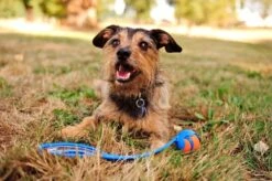 Chuckit! Ultra Ball M – Honden Speelgoed – Hondenbal– Drijft Op Water – Stuitert – Veilig Voor Gebit – Honden Bal – Ideaal Met De Ballenwerper – Ø 6cm – Oranje/Blauw – Hondenspeeltjes– 4-Pack -Hondenbenodigdheden 1200x797 10