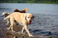 Chuckit! Ultra Ball M – Honden Speelgoed – Hondenbal– Drijft Op Water – Stuitert – Veilig Voor Gebit – Honden Bal – Ideaal Met De Ballenwerper – Ø 6cm – Oranje/Blauw – Hondenspeeltjes– 4-Pack -Hondenbenodigdheden 1200x797 11