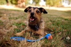 Chuckit! Ultra Bal - L - 7 Cm 28 Chuckit! Ultra Bal - L - 7 Cm -Hondenbenodigdheden 1200x797 5