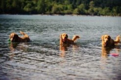 Chuckit! Ultra Ball XL – Honden Speelgoed – Ø 9 Cm – Oranje/Blauw – Apporteerspeelgoed – 1-Pack -Hondenbenodigdheden 1200x797 8