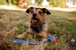 Chuckit! Ultra Ball XL – Honden Speelgoed – Ø 9 Cm – Oranje/Blauw – Apporteerspeelgoed – 1-Pack -Hondenbenodigdheden 1200x797 9