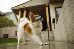 West Paw Zogoflex Hurley - Super Sterk Kauwbot Voor Honden - Kleur: Blauw, Maat: Large -Hondenbenodigdheden 1200x798 10