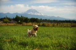 Chuckit! Ultra Ball XL – Honden Speelgoed – Ø 9 Cm – Oranje/Blauw – Apporteerspeelgoed – 1-Pack -Hondenbenodigdheden 1200x798 16