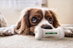 Wickedbone - Automatisch, Interactief En Intelligent Speelgoed Voor Honden - App & Bluetooth Bestuurbaar - USB Oplaadbaar 13 Wickedbone - Automatisch, Interactief En Intelligent Speelgoed Voor Honden - App & Bluetooth Bestuurbaar - USB Oplaadbaar -Hondenbenodigdheden 1200x799 15