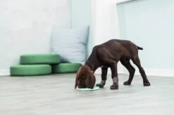 Trixie Junior Likplaat Mintgroen (15X15 CM) -Hondenbenodigdheden 1200x799 17