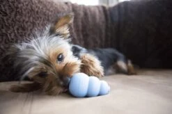 Kong Puppy - Kauwbot Hondenspeelgoed Small - Kauwbot - 85mm X 42mm - Groen/Wit -Hondenbenodigdheden 1200x799 24