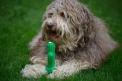 Tandenborstel + TANDPASTA Hond Melk Geur Smaak En Piep Honden Speelgoed - Cactus Dog Toy Tandverzorging Kauwbotten Hondenspeelgoed Hondenbot Kauwstaaf Tanden Puppy Hondenspeeltje Sterk Kauwspeelgoed - Dutchwide 23 Tandenborstel + TANDPASTA Hond Melk Geur Smaak En Piep Honden Speelgoed - Cactus Dog Toy Tandverzorging Kauwbotten Hondenspeelgoed Hondenbot Kauwstaaf Tanden Puppy Hondenspeeltje Sterk Kauwspeelgoed - Dutchwide -Hondenbenodigdheden 1200x800 120