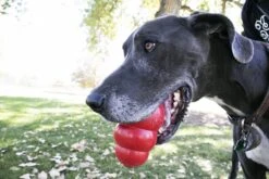 Kong Kauwbot - Hondenspeelgoed - Rood - L 29 Kong Kauwbot - Hondenspeelgoed - Rood - L -Hondenbenodigdheden 1200x800 121