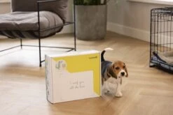 Merkloos Beeztees Puppy Cadeaupakket - Puppy Pakket - Leuke Box Met Puppy Speelgoed En Snacks -Hondenbenodigdheden 1200x800 126