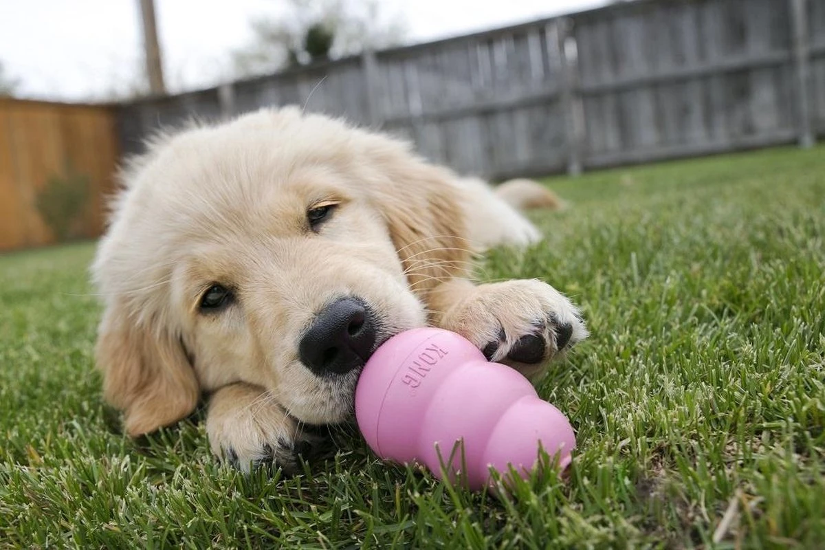 Kong Puppy - Hondenspeelgoed - Assorti - L 17 Kong Puppy - Hondenspeelgoed - Assorti - L - Afbeelding 17